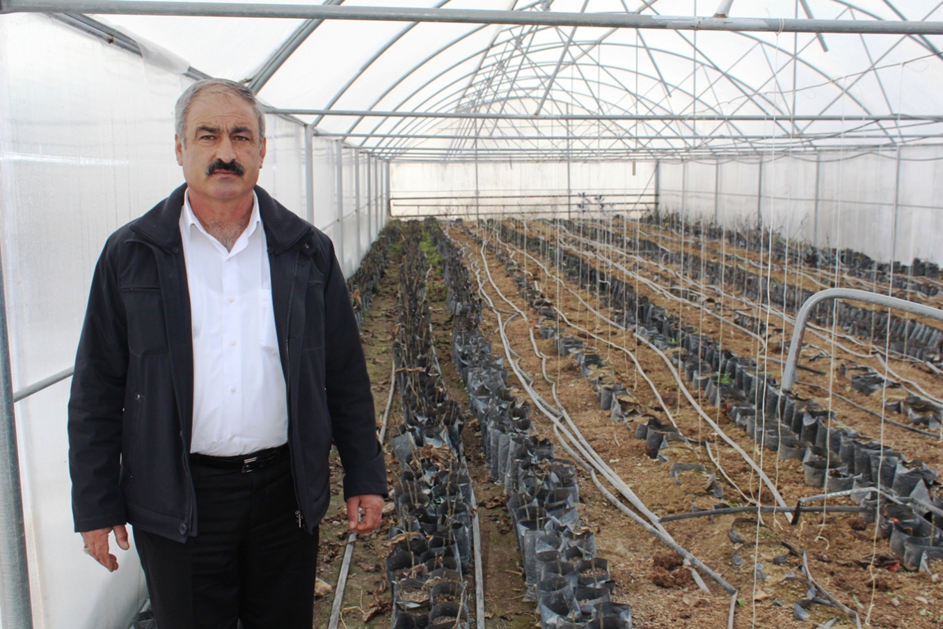 Adilcevaz ceviz fidanı seralarda yetiştirilmeye başlandı